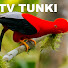 yLgHxYZKPJ8-channel-avatar-TV Tunki