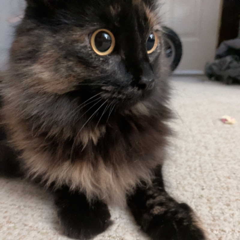3Dcat_vr
