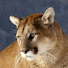 rSbWpLu8_7M-channel-avatar-Swiftpuma136