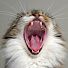 9CzuR_guwbg-channel-avatar-Miss King