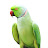 Parrot TV