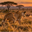 _v8ZN82xs6U-channel-avatar-Wildlife Documentary