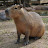 @Capybaraspecial