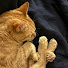 Vh8b2DQ95QM-channel-avatar-My cat is no longer obese
