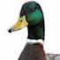 N8iVeetbkKs-channel-avatar-Just A Normal Duck