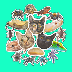 猫と爬虫類　井上アフターバーナー