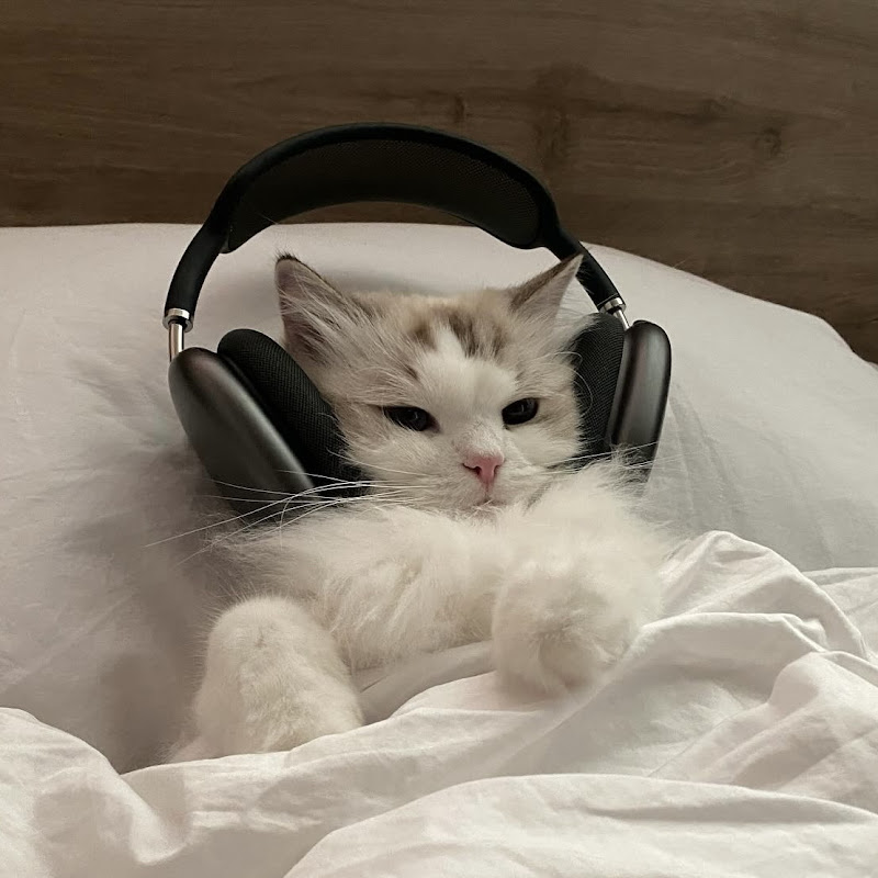Photo 곰돌이 숭늉이 [Bear Salon ASMR]