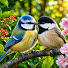 su17YYGd1mg-channel-avatar-Relaxing Bird Sounds