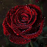 Wkg7qc6F_Mo-channel-avatar-Дневник Садовника