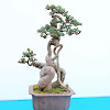 What could Mạnh Bonsai buy with $142.11 thousand?