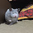 @talking-hamsterboy