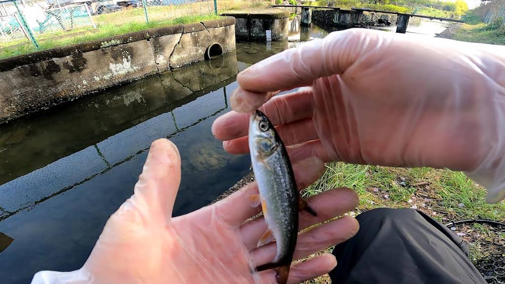 ベステルチョウザメ 約56㎝±直接引き取り限定埼玉県大里郡 観賞魚ショップ - kuretyouzame ページ！