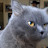 @kitcat3535