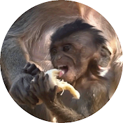 Baby Monkey Variety