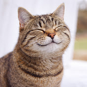 Cats Insider
