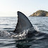 G2fRmXGnem8-channel-avatar-SHARK RELAX