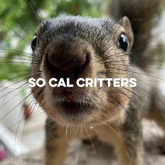 So Cal Critters