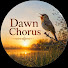 g1ncXPFLp7A-channel-avatar-Dawn Chorus