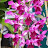Triyo Orchid 