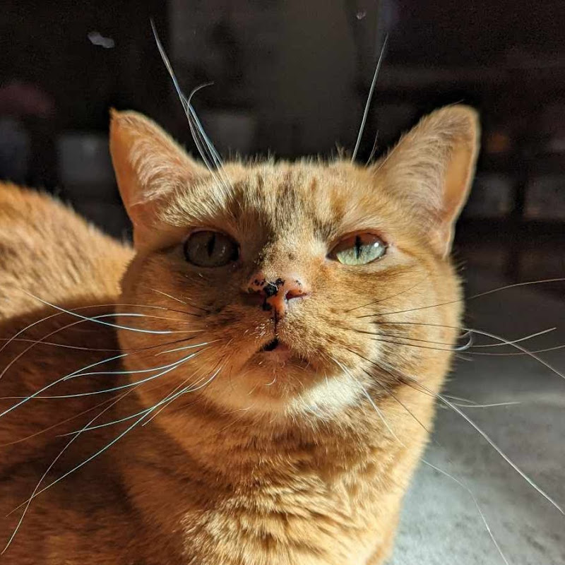 Chef Meow