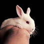 Maahi ka giyan info rabbit care