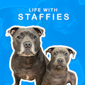 Life with Staffies