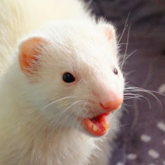 Ferret Software