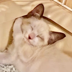 3匹の子猫アイコン画像