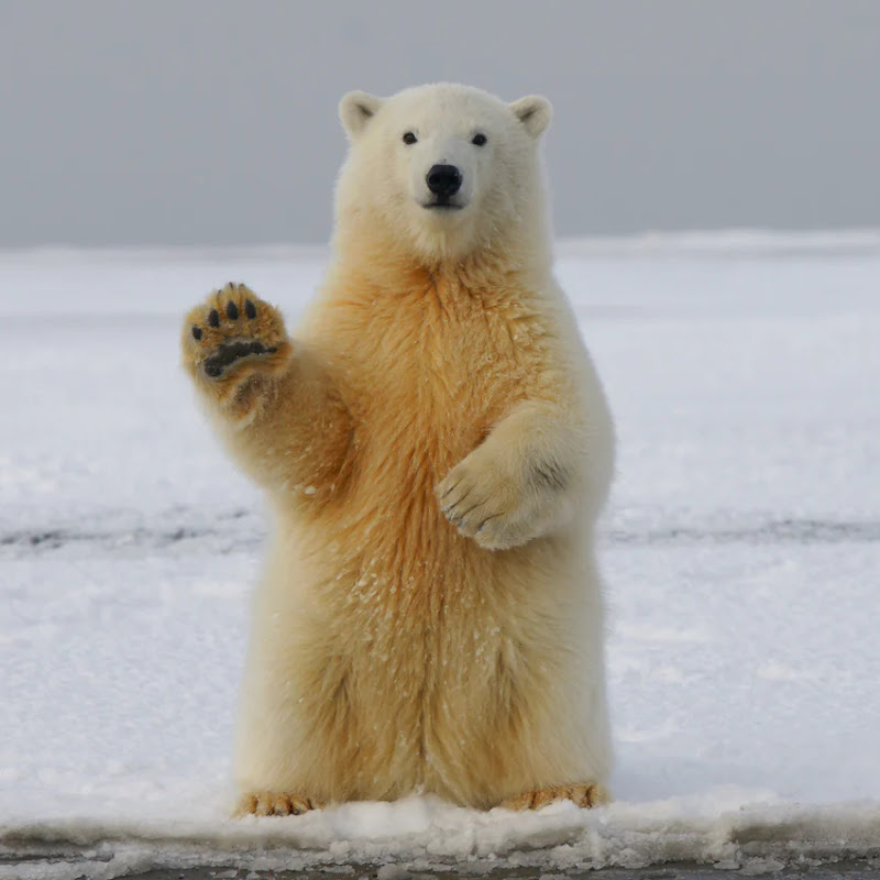The Bear of Bull Market Boulevard 