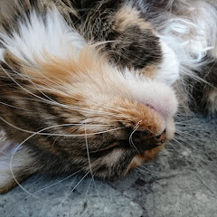 ひさ