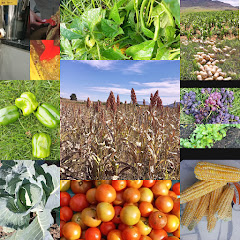 Farming and Self-sufficiency in Lesotho