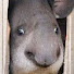 YG3k9M4d2hE-channel-avatar-Tapir Baseball
