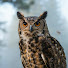 WSe-dbPXBMs-channel-avatar-Curious Owl