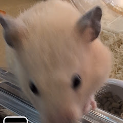 カーキチ社長のカーライフとペットライフ　タコチャンネル