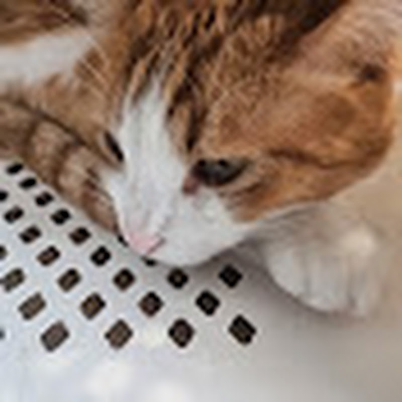 고양이 보는 집사