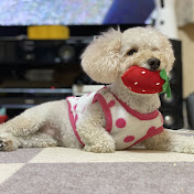 toy poodle　coco