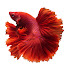 2AGNgbDWqWI-channel-avatar-cute fish