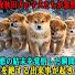 79PUkGnhEFc-channel-avatar-犬の感動物語