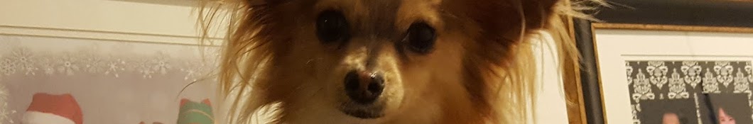 Little Coco The Papillon Dog YouTube channel avatar