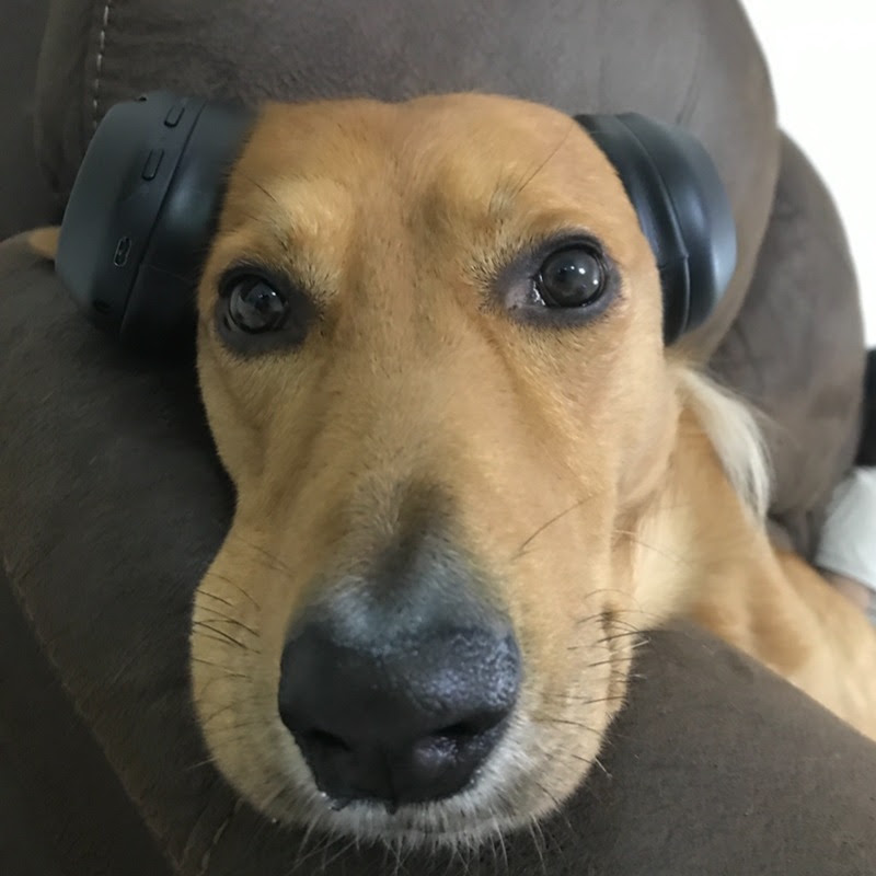 Hoopo 