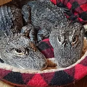 ワニ男 レックス🐊と天天🐊の日常