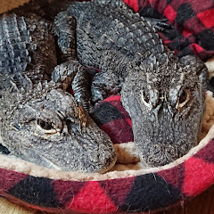 ワニ男 レックス🐊と天天🐊の日常