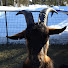 4Rb-okPUsF8-channel-avatar-Old Goat reactions
