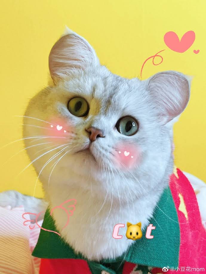 小豆花 官方频道 Youtube