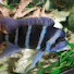 m8G9RU48eCA-channel-avatar-Somethingfishyinc
