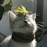 wmARR1jyFfE-channel-avatar-[GD] DangerKat