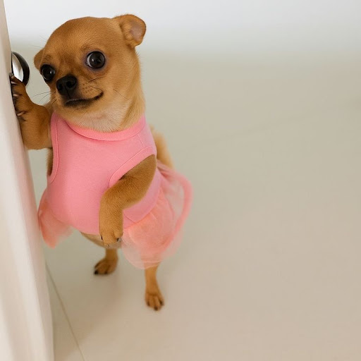 little dog in pink dress meme back by unpopular demand : me