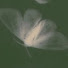 KB9DiszFTbY-channel-avatar-GreenAudiolibros