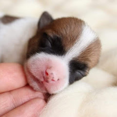 Hodowla Jack Russell Terrier - Jurassic Jack FCI