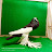 BK pigeon lover channel